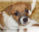 Puppy Franklin Jack Russell Terrier