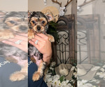 Image preview for Ad Listing. Nickname: Yorkie Mix