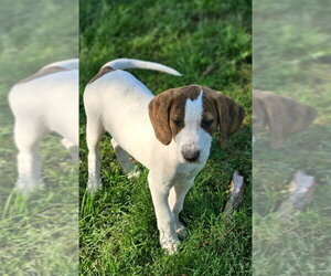Mutt Dogs for adoption in Wakefield, RI, USA