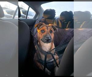 Bowser - Male Siberian Husky-Unknown Mix Dog for Adoption - Photo #6