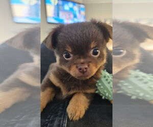 Chihuahua-Unknown Mix Dogs for adoption in Mooresville, NC, USA