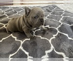 Puppy 2 French Bulldog