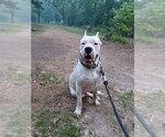 Small Photo #1 Dogo Argentino Puppy For Sale in WILMINGTON, DE, USA
