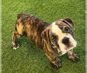 English Bulldog Puppy for sale in CASTLETON, IN, USA