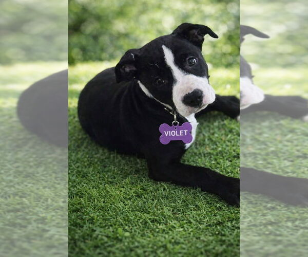 Medium Photo #1 American Staffordshire Terrier-Unknown Mix Puppy For Sale in Wenonah, NJ, USA