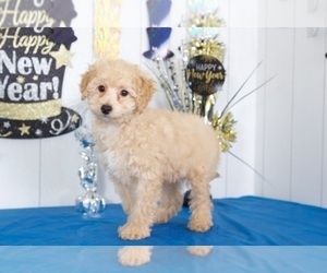 Cavapoo Puppy for sale in MOUNT VERNON, OH, USA