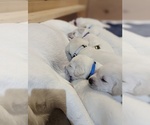 Small Photo #28 Labrador Retriever Puppy For Sale in LOGAN, UT, USA