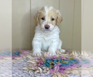 Labradoodle Puppy for sale in SOCIAL CIRCLE, GA, USA