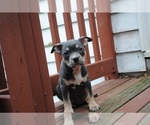 Puppy Puppy 5 American Bully