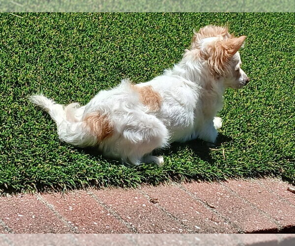 Medium Photo #9 Chion Puppy For Sale in San Francisco, CA, USA
