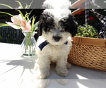 Puppy Graham Poodle (Miniature)