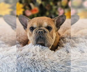 French Bulldog Dogs for adoption in Bon Carbo, CO, USA