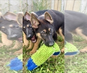 German Shepherd Dog Puppy for sale in RIGA, MI, USA