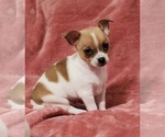 Puppy Eddie Chihuahua