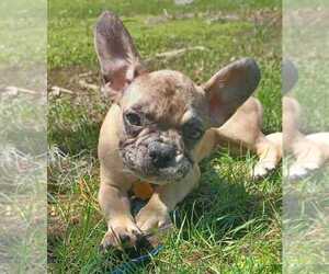 French Bulldog Puppy for sale in TAMPA, FL, USA