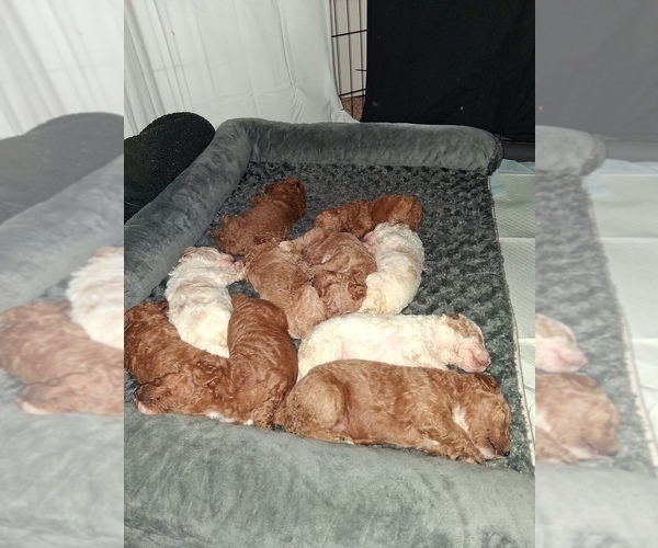 Medium Photo #1 Goldendoodle (Miniature) Puppy For Sale in GASTONIA, NC, USA