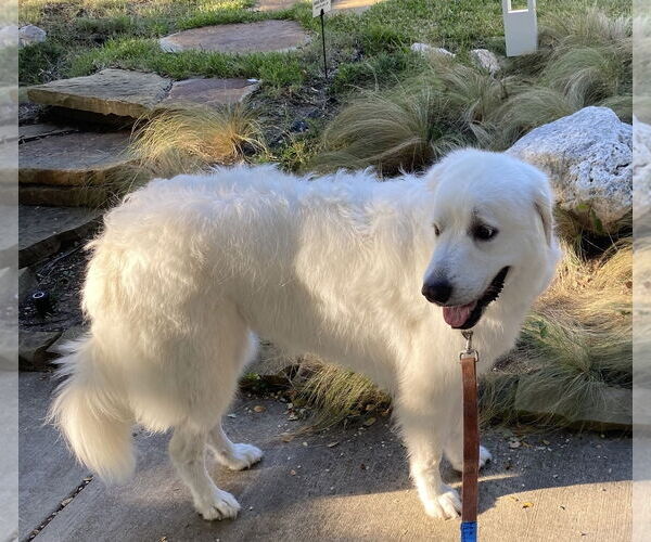 Medium Photo #5 Great Pyrenees Puppy For Sale in Dallas, TX, USA