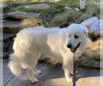 Small #4 Great Pyrenees