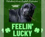 Small Photo #1 Labrador Retriever Puppy For Sale in LOUISBURG, NC, USA