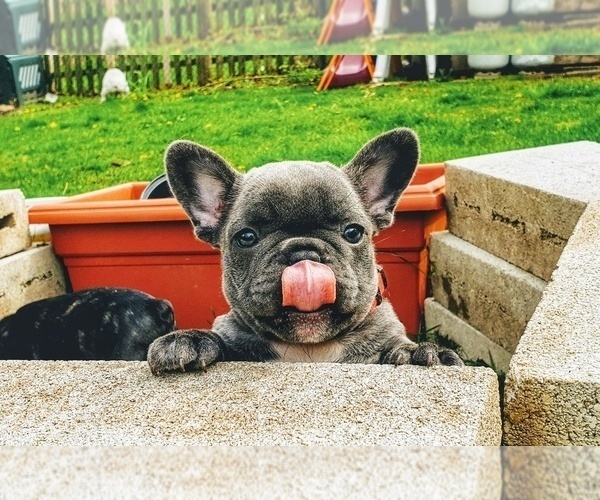 Medium Photo #13 French Bulldog Puppy For Sale in ELGIN, IL, USA
