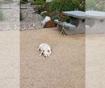 Small #1 Canaan Dog