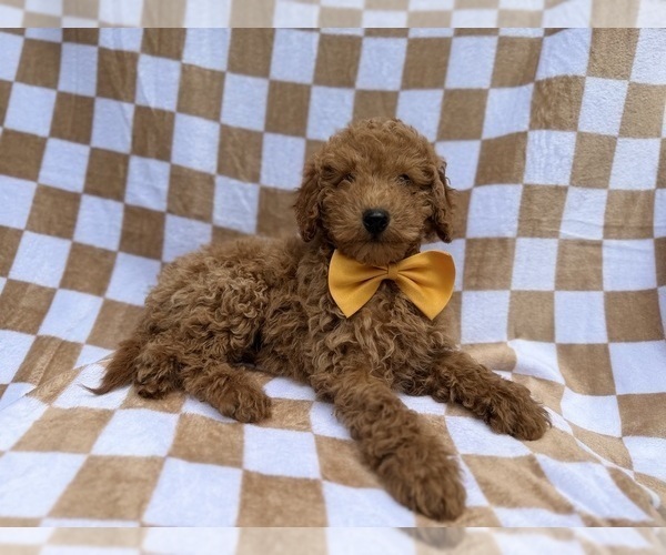 Medium Photo #7 Poodle (Miniature) Puppy For Sale in LAKELAND, FL, USA