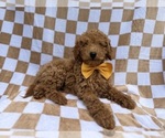 Small #6 Poodle (Miniature)