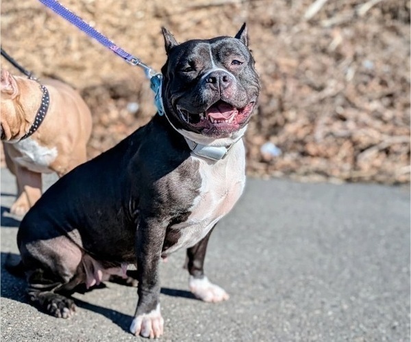 Medium Photo #1 American Bully Puppy For Sale in NAUGATUCK, CT, USA