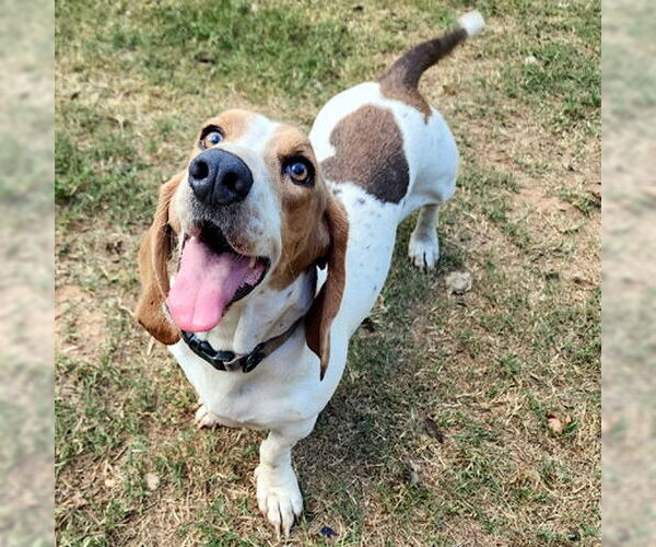 Medium Photo #7 Basset Hound Puppy For Sale in Deepwater, NJ, USA