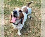 Small #6 Basset Hound