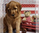 Small Photo #4 Irish Doodle Puppy For Sale in PRINCEVILLE, IL, USA
