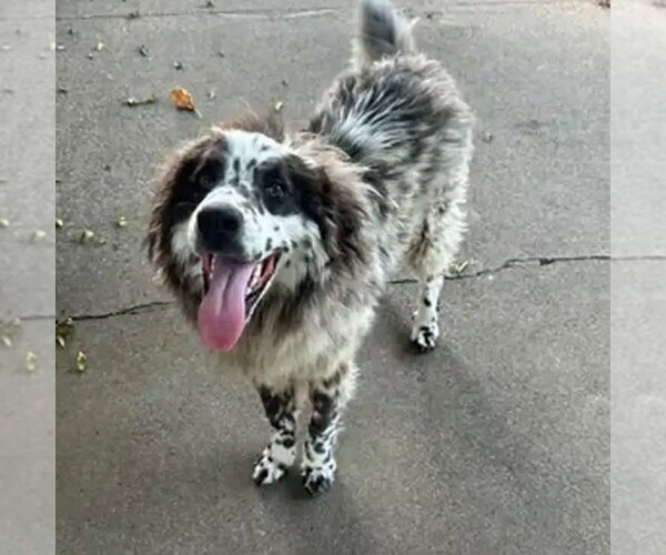 Medium Photo #2 Australian Shepherd-Unknown Mix Puppy For Sale in Canton, CT, USA