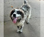 Small #1 Australian Shepherd Mix