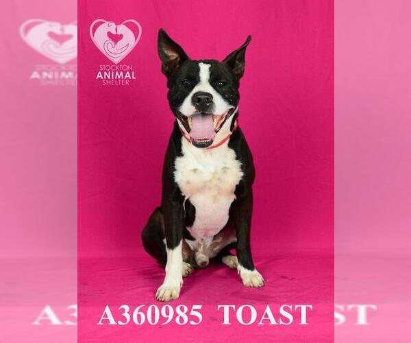 Medium Photo #2 American Pit Bull Terrier Puppy For Sale in Stockton, CA, USA