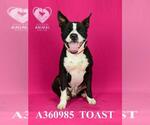 Small #1 American Pit Bull Terrier