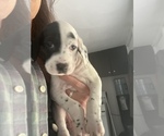 Small Photo #4 English Setter-German Shorthaired Pointer Mix Puppy For Sale in AMESBURY, MA, USA