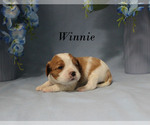 Small #7 Cavalier King Charles Spaniel