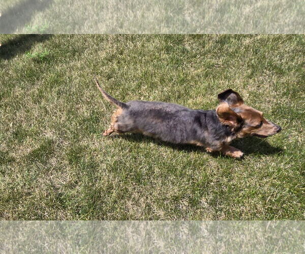 Medium Photo #3 Dachshund-Unknown Mix Puppy For Sale in Wheaton, IL, USA