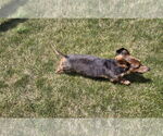 Small #2 Dachshund Mix