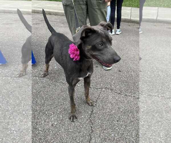 Medium Photo #14 Unknown-Weimaraner Mix Puppy For Sale in Columbus, IN, USA