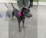 Small #13 Weimaraner Mix