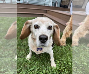 Beagle Dogs for adoption in Springdale, PA, USA