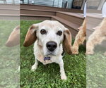 Small Beagle
