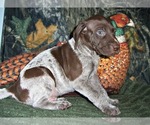 Small #5 German Shorthaired Pointer