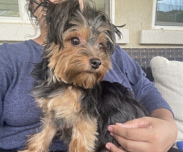 Medium Photo #1 Yorkshire Terrier Puppy For Sale in BEAUMONT, CA, USA