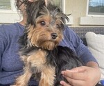 Small Photo #1 Yorkshire Terrier Puppy For Sale in BEAUMONT, CA, USA