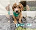 Puppy 4 Goldendoodle