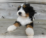Small Photo #1 Miniature Bernedoodle Puppy For Sale in MILLERSBURG, OH, USA