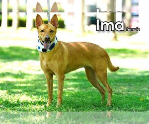 Ima from Taiwan - Female Mutt Dog for Adoption - Photo #2