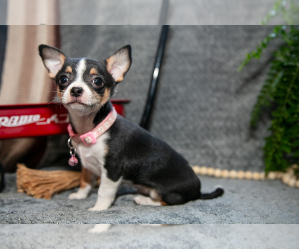 Medium Photo #3 Chihuahua Puppy For Sale in DELTA, PA, USA